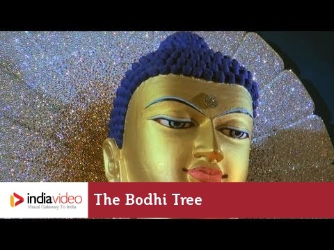 The Bodhi tree & Mahabodhi Temple Complex, Bodh Gaya | India Video
