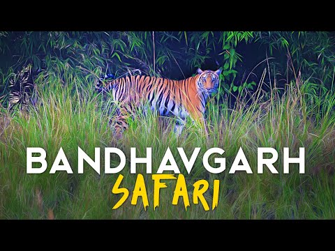 Magadhi Zone Safari, Bandhavgarh Tiger Reserve (4K)